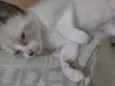 Flecha, Luna