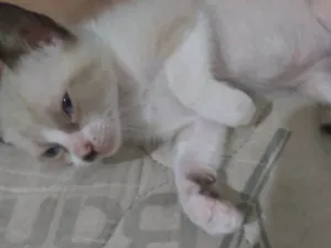 Gato raça Vira lata idade 2 a 6 meses nome Flecha, Luna