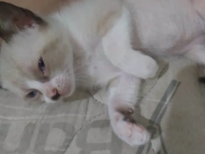 Gato ra a Vira lata idade 2 a 6 meses nome Flecha, Luna
