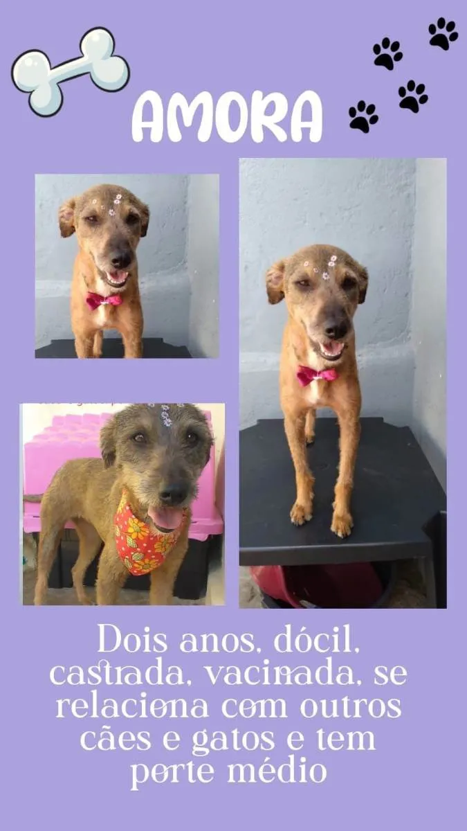 Cachorro raça Srd  idade 2 anos nome Amora