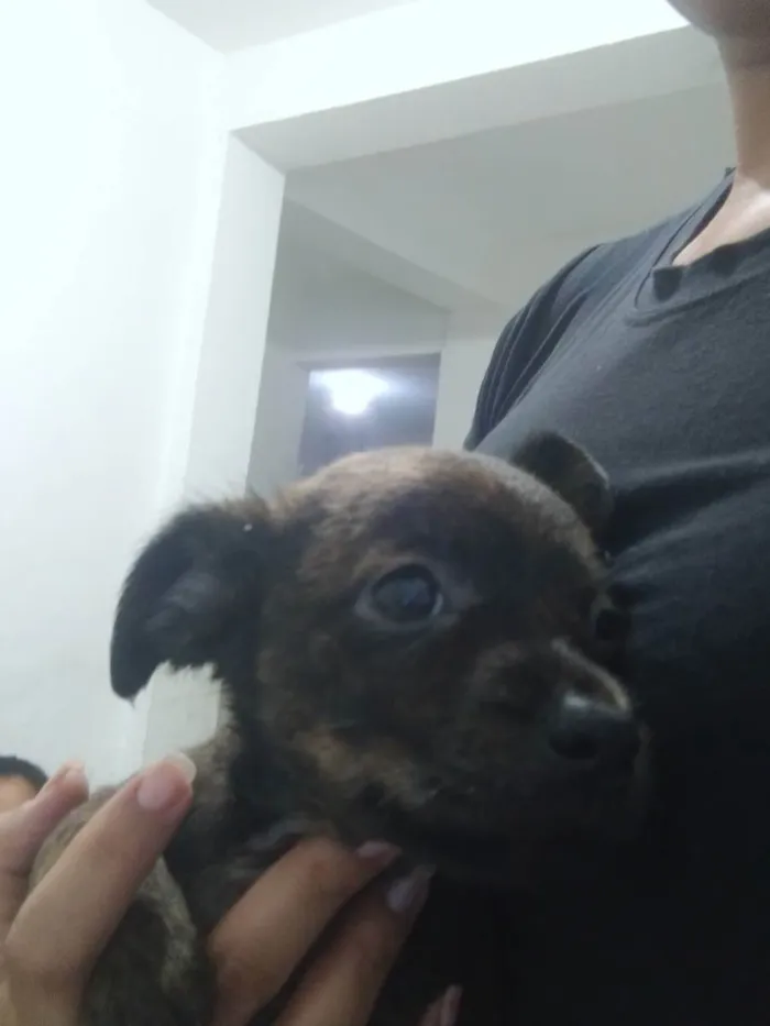 Cachorro ra a Rsd idade 2 a 6 meses nome Sem nome por enquant