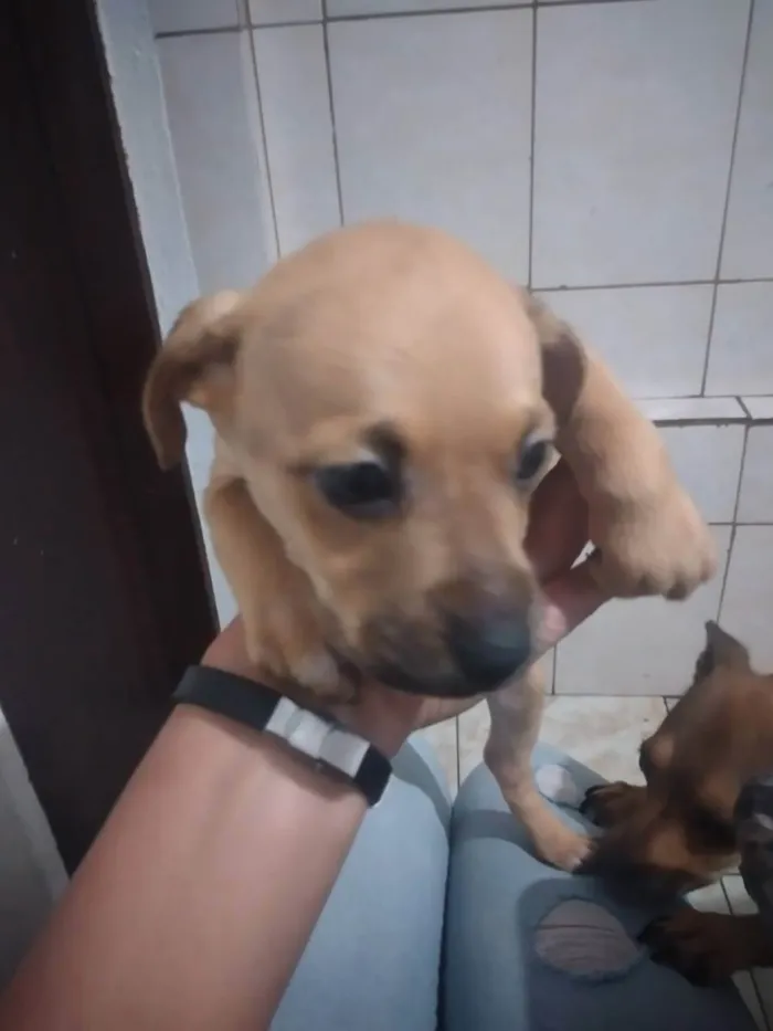 Cachorro ra a Rsd idade 2 a 6 meses nome Sem nome por enquant