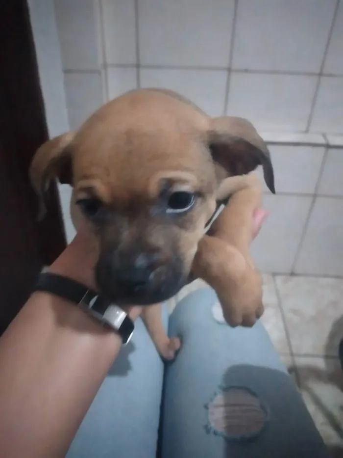 Cachorro ra a Rsd idade 2 a 6 meses nome Sem nome por enquant