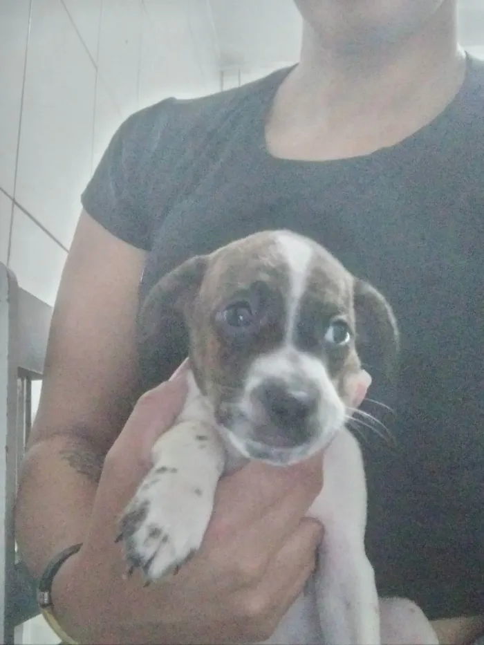 Cachorro ra a Rsd idade 2 a 6 meses nome Sem nome por enquant