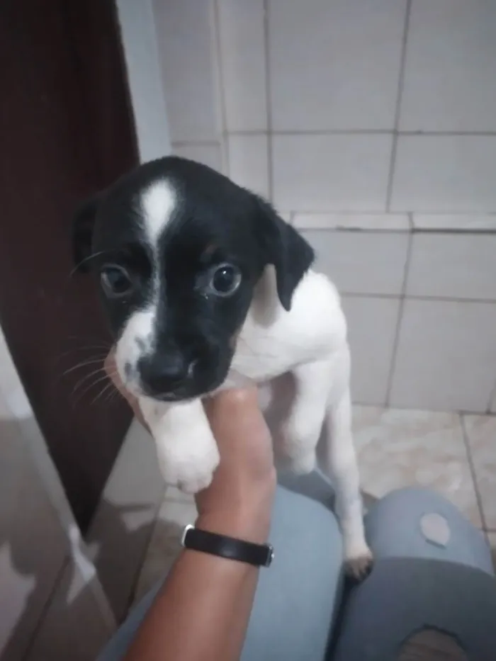 Cachorro ra a Rsd idade 2 a 6 meses nome Sem nome por enquant