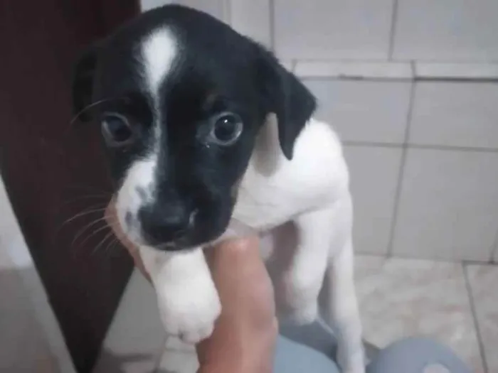 Cachorro ra a Rsd idade 2 a 6 meses nome Sem nome por enquant