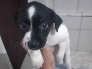 Cachorro raça Rsd idade 2 a 6 meses nome Sem nome por enquant