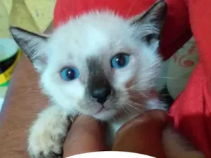 Gato raça SRD idade Abaixo de 2 meses nome Safira