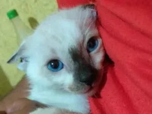 Gato raça SRD idade Abaixo de 2 meses nome Matteo