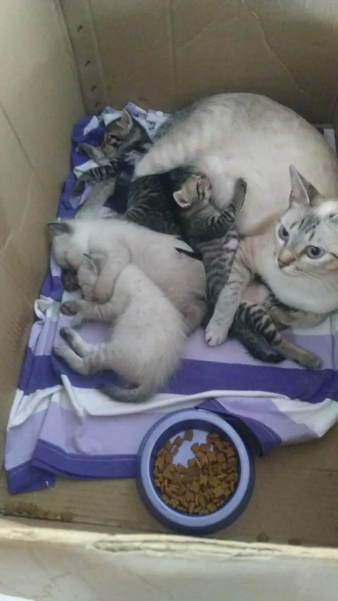 Gato ra a Normal  idade 2 a 6 meses nome Gato