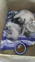 Gato