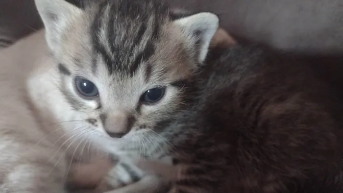 Gato ra a Normal  idade 2 a 6 meses nome Gato