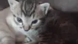 Gato