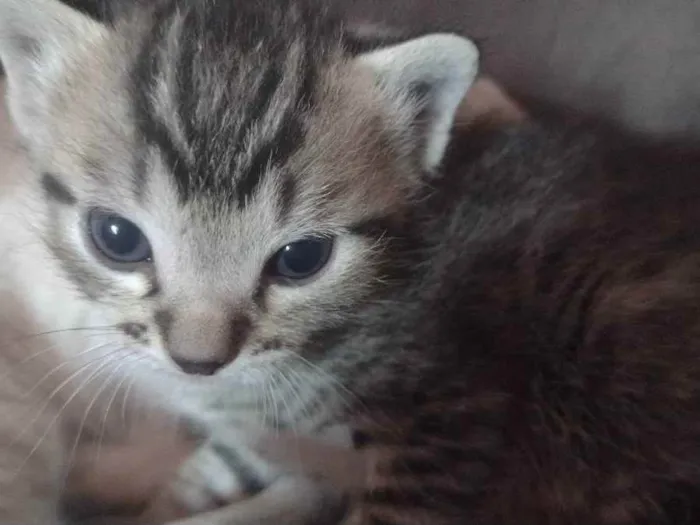 Gato ra a Normal  idade 2 a 6 meses nome Gato
