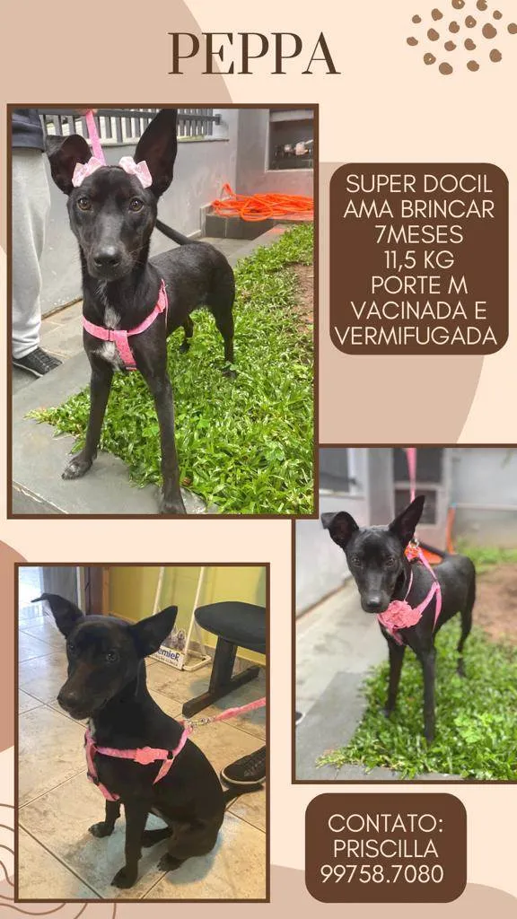 Cachorro raça Srd  idade 7 a 11 meses nome Peppa