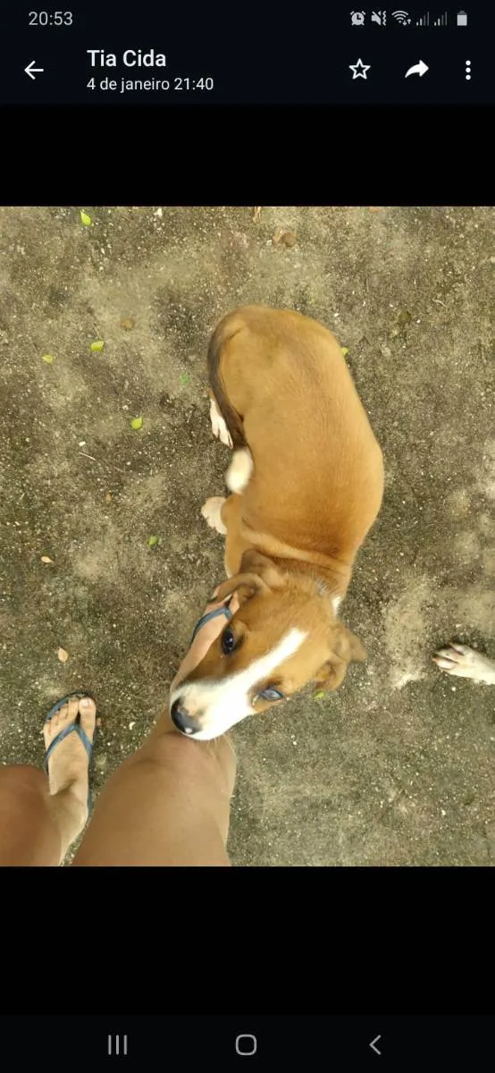 Cachorro ra a Vira-lata  idade 2 a 6 meses nome Belinha 