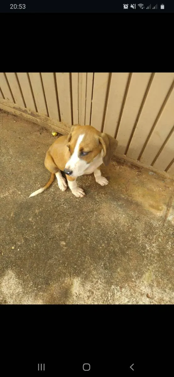 Cachorro ra a Vira-lata  idade 2 a 6 meses nome Belinha 