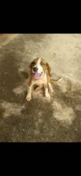 Belinha 