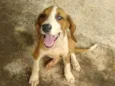 Belinha 