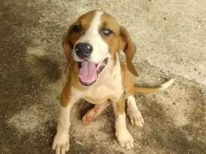 Cachorro ra a Vira-lata  idade 2 a 6 meses nome Belinha 