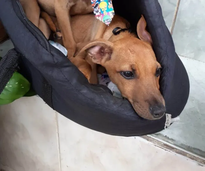 Cachorro ra a SRD idade 2 a 6 meses nome Filhotes 5 meses