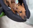 Filhotes 5 meses