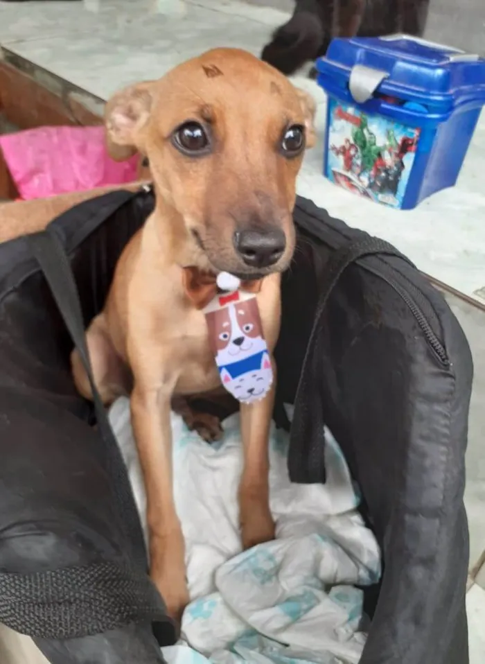 Cachorro ra a SRD idade 2 a 6 meses nome Filhotes 5 meses