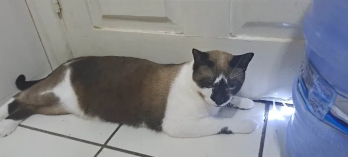 Gato ra a SRD-ViraLata idade 1 ano nome Nikita