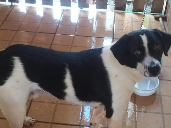 Cachorro ra a Boder Collie  idade 1 ano nome Lion