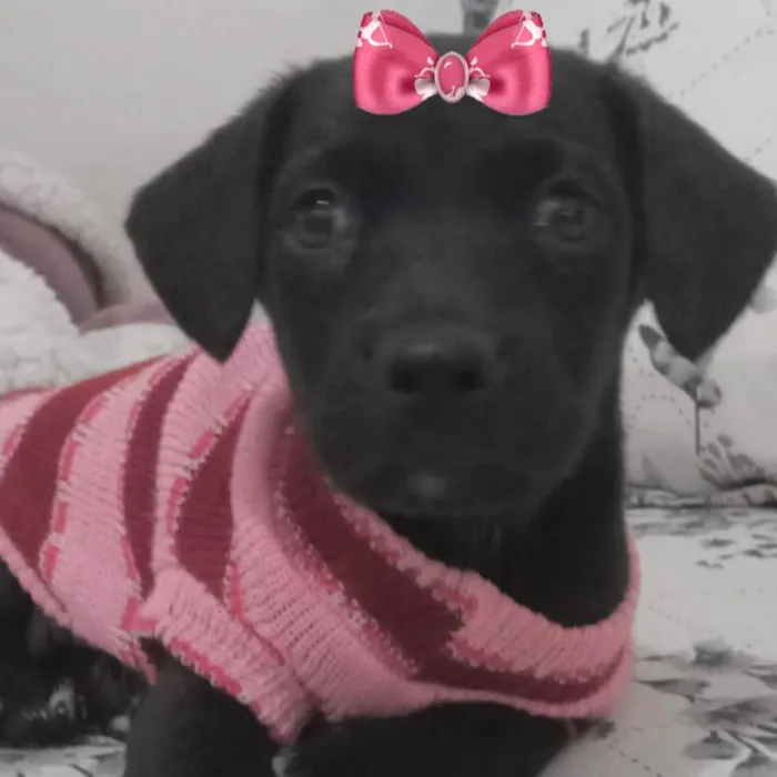 Cachorro ra a Mestica  idade 2 a 6 meses nome Rubi 