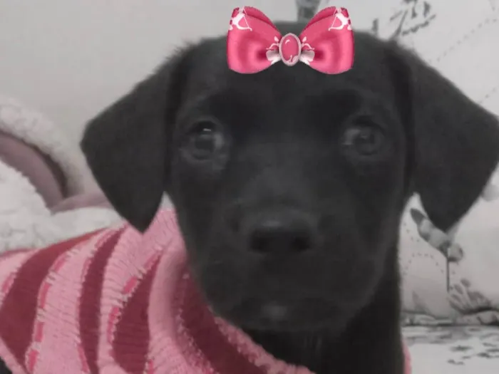 Cachorro ra a Mestica  idade 2 a 6 meses nome Rubi 