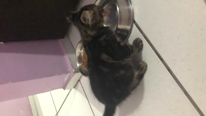 Gato ra a  idade Abaixo de 2 meses nome Sem nome 