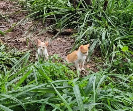 Gato ra a SRD-ViraLata idade 2 a 6 meses nome Amarelinha