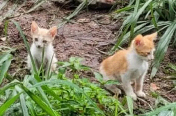 Gato ra a SRD-ViraLata idade 2 a 6 meses nome Amarelinha