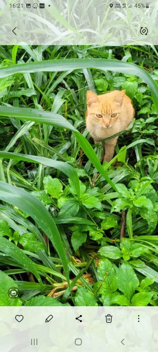 Gato ra a SRD-ViraLata idade Abaixo de 2 meses nome Bebês 