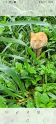 Bebês