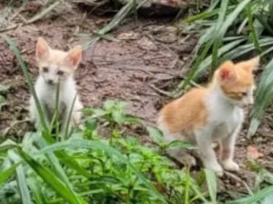 Gato raça SRD-ViraLata idade Abaixo de 2 meses nome Bebês 