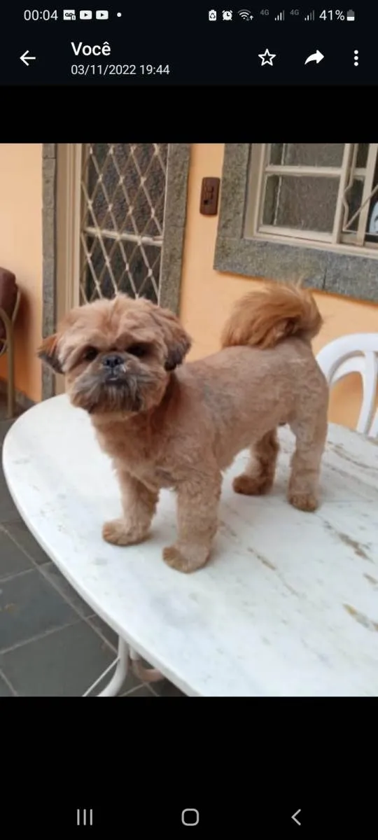 Cachorro raça Shih tzu idade 2 anos nome Fred