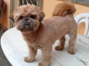 Cachorro raça Shih tzu idade 2 anos nome Fred