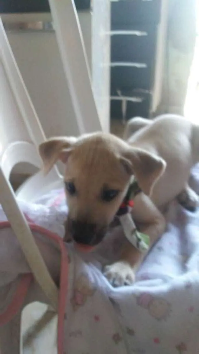 Cachorro ra a SRD-ViraLata idade 2 a 6 meses nome Toddy