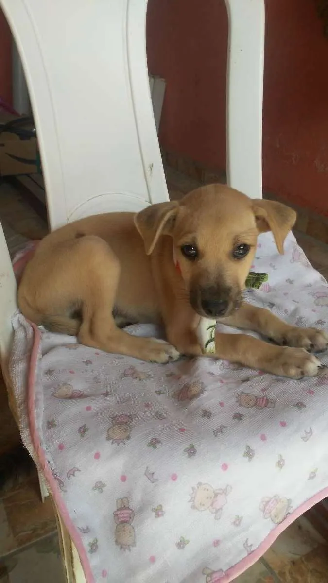 Cachorro ra a SRD-ViraLata idade 2 a 6 meses nome Toddy