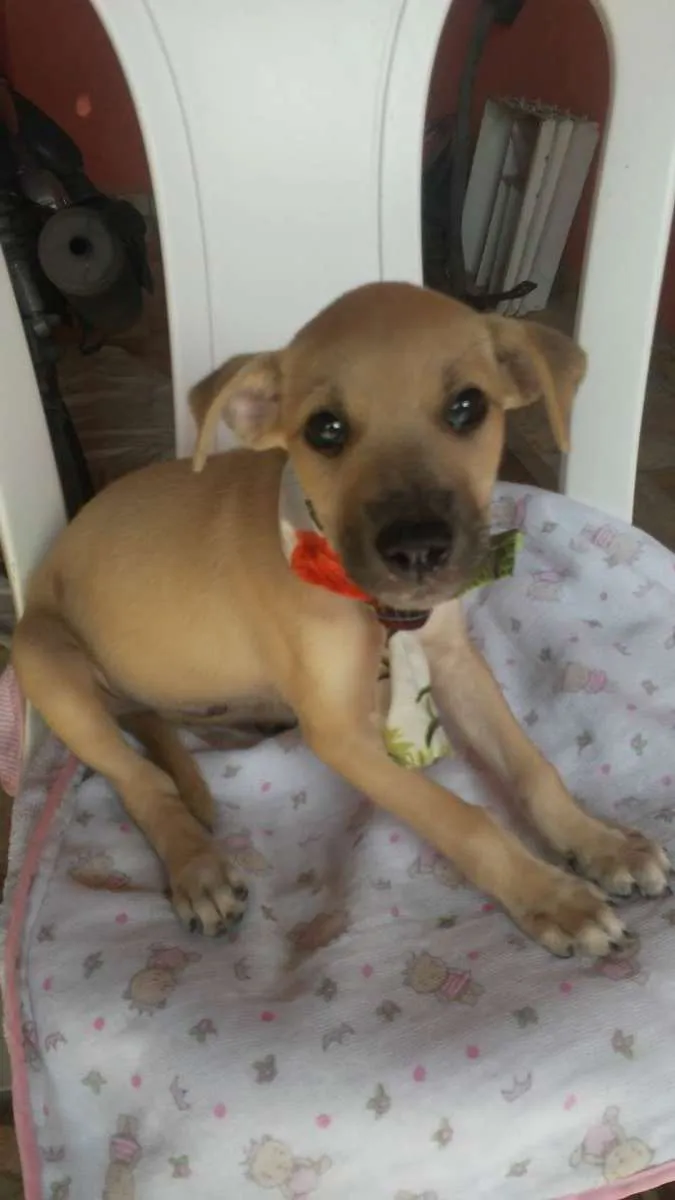 Cachorro ra a SRD-ViraLata idade 2 a 6 meses nome Toddy