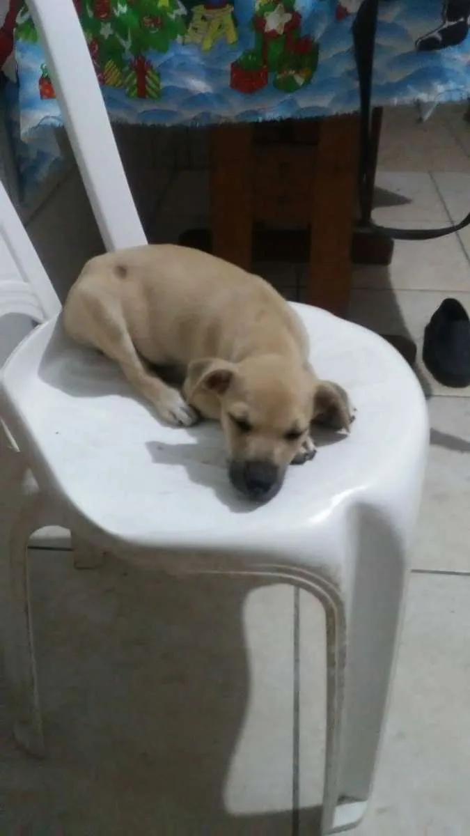 Cachorro ra a SRD-ViraLata idade 2 a 6 meses nome Toddy