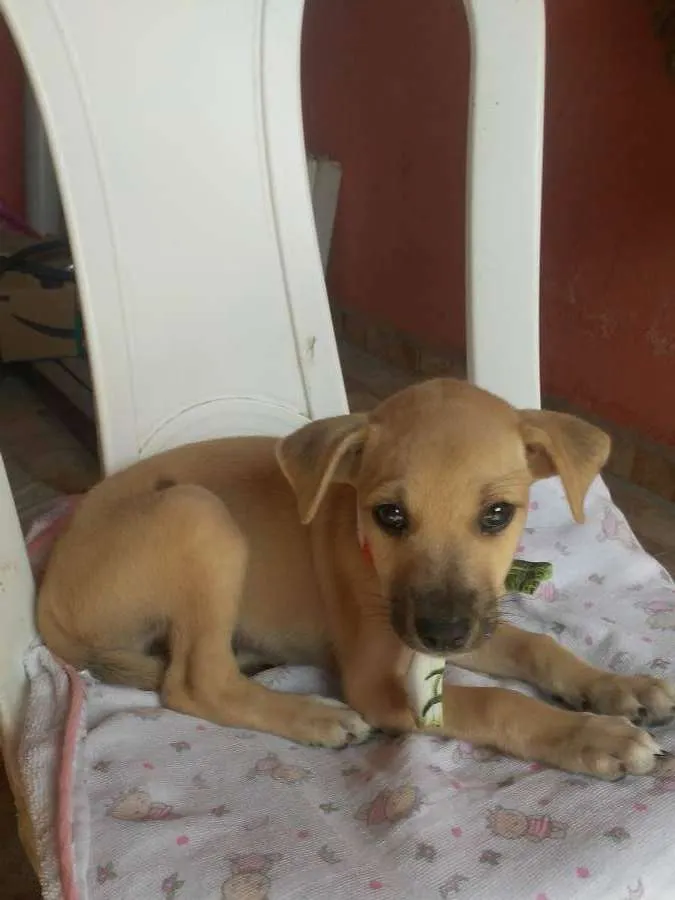 Cachorro ra a SRD-ViraLata idade 2 a 6 meses nome Toddy