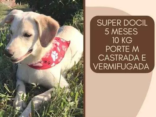 Cachorro raça Srd  idade 2 a 6 meses nome Helena 
