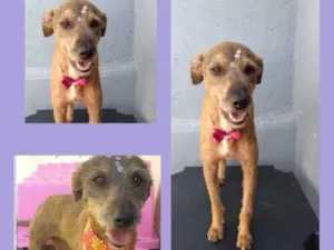 Cachorro raça Srd  idade 2 anos nome Amora