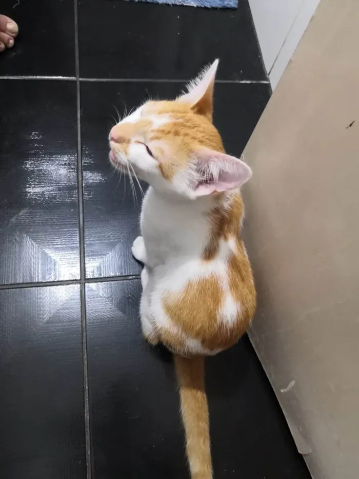 Gato ra a  idade 7 a 11 meses nome Kadu