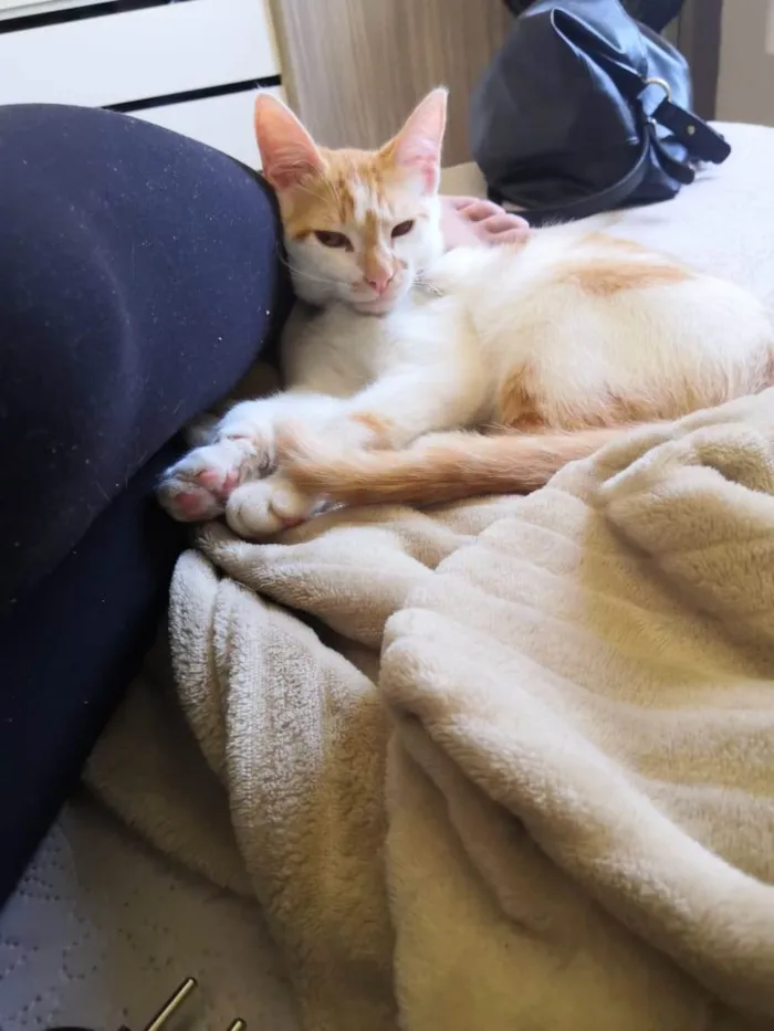 Gato ra a  idade 7 a 11 meses nome Kadu