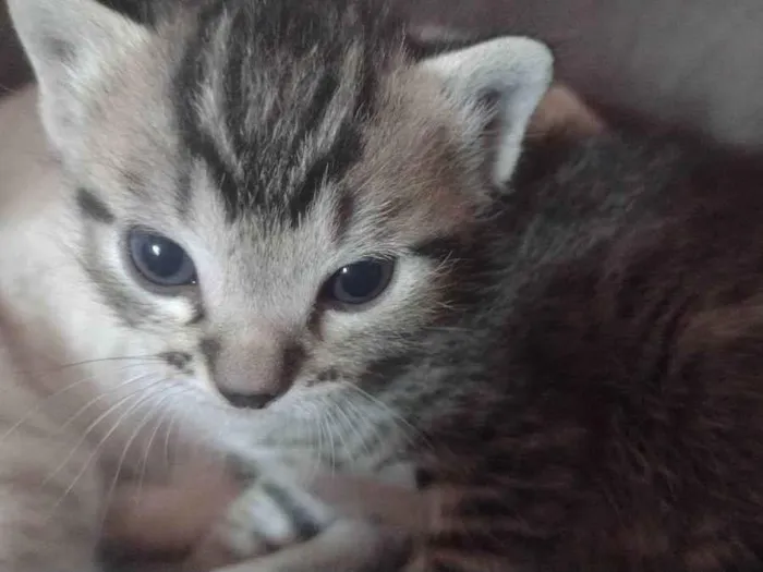 Gato ra a Normal  idade 2 a 6 meses nome Gato