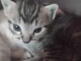 Gato